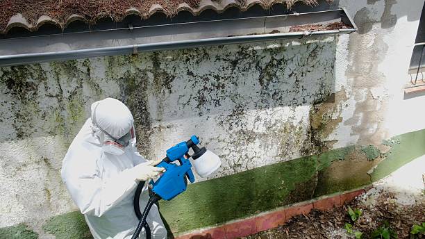 Top rated local Mold Removal specialists in Henderson, TX